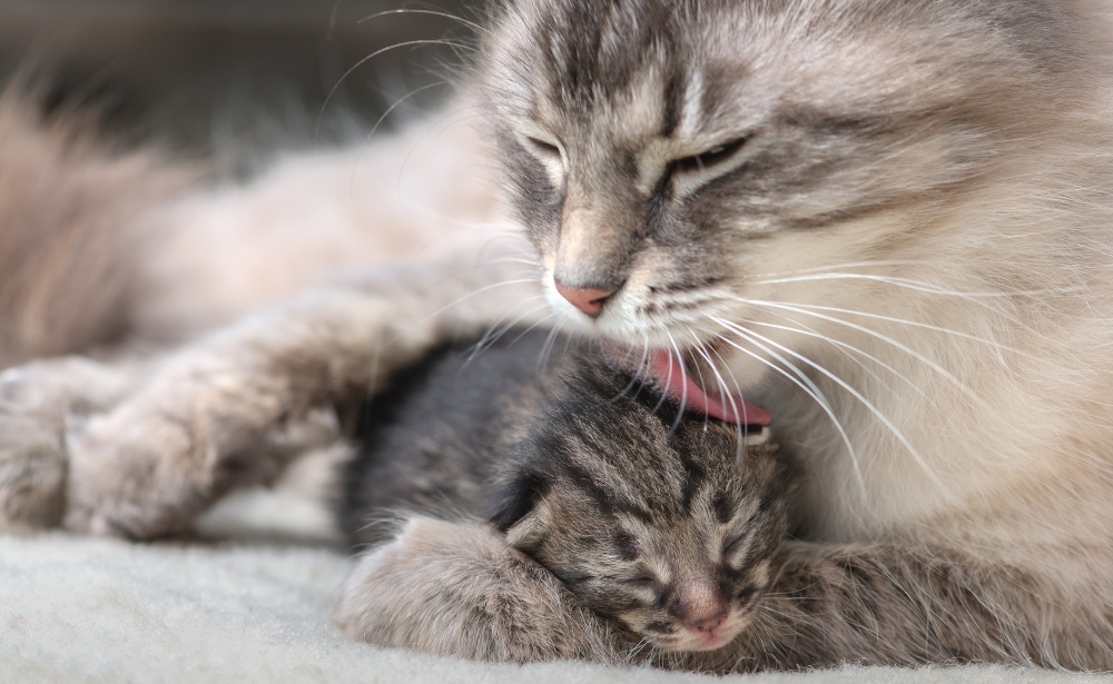 Why do cats knead their owners