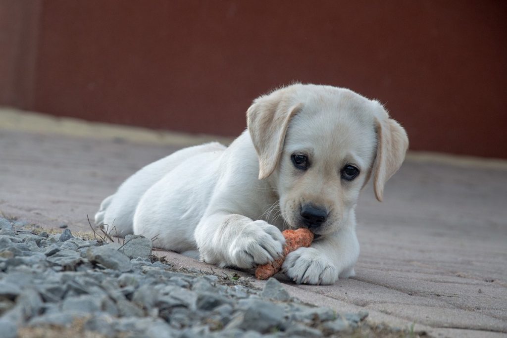 Dog with food.