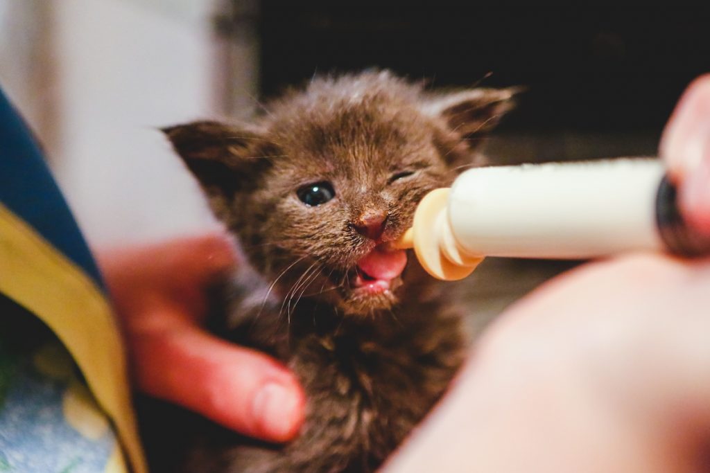 Baby cat gets milk bottles