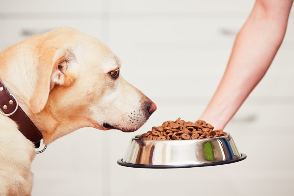 skeptical dog with food bowl