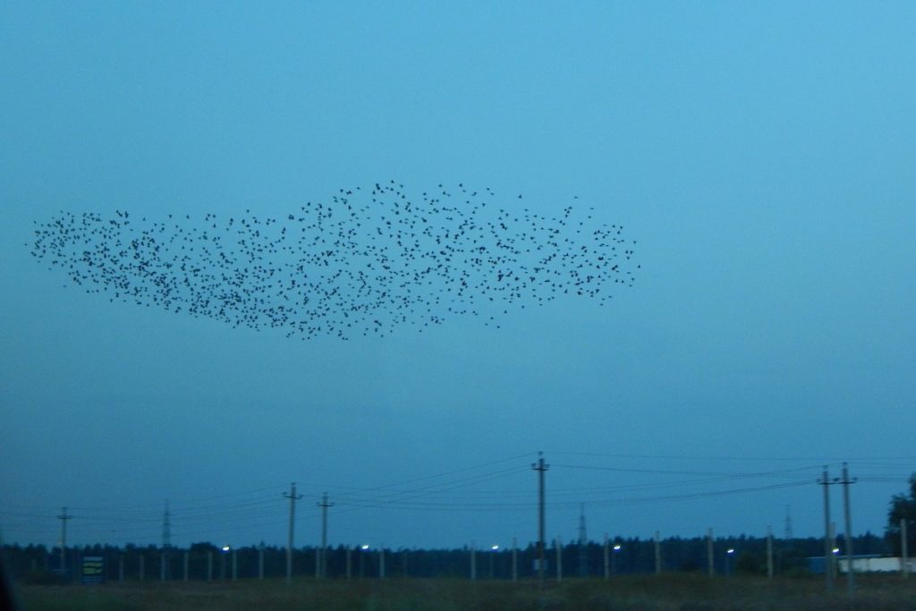 Starlings in swarm.