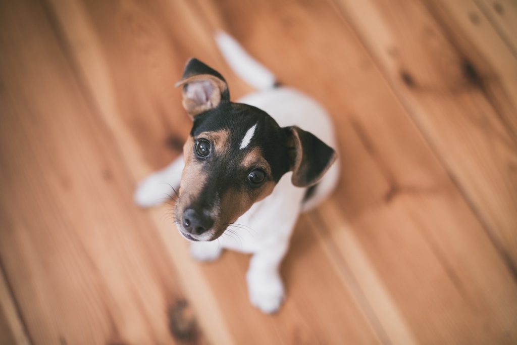 A puppy sits down.