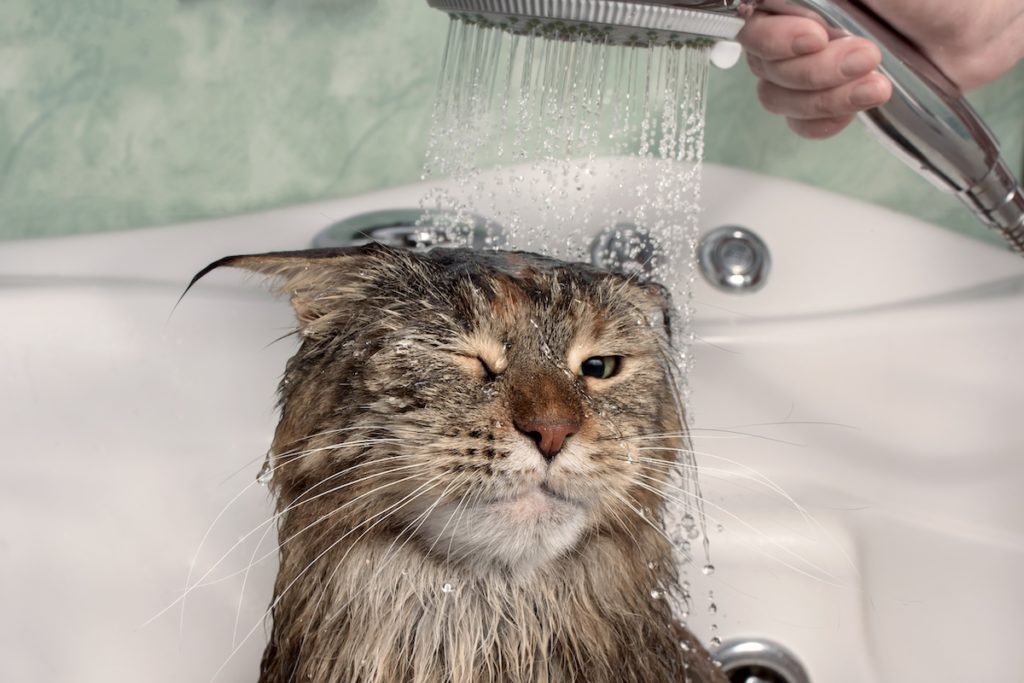 Cat is showered