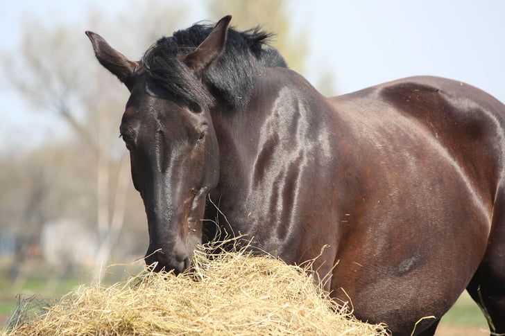 Best feed for horses