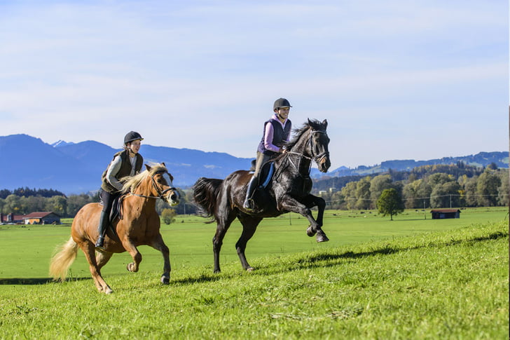 Best feed for horses