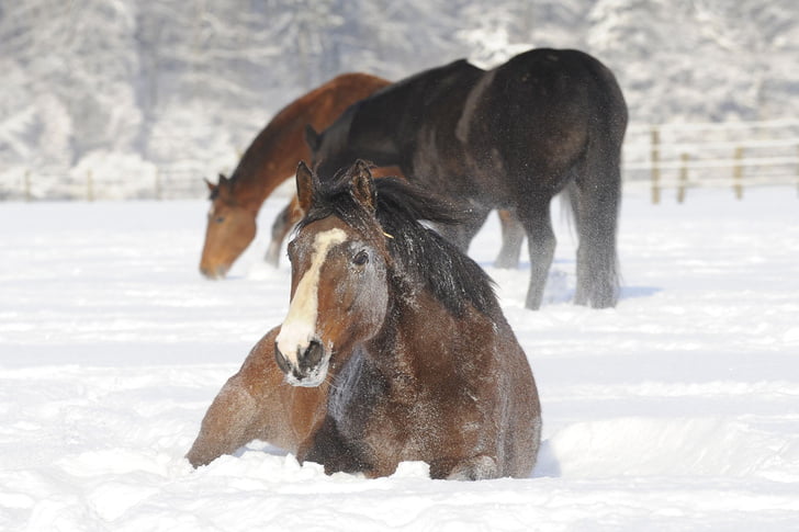 Best supplements for horses