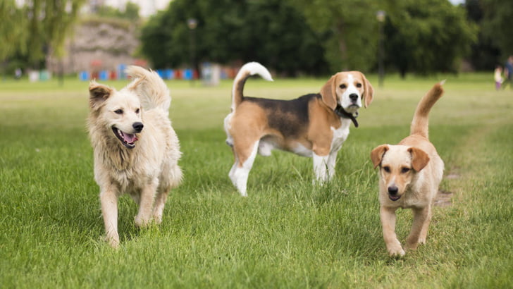 Leash aggression in dogs