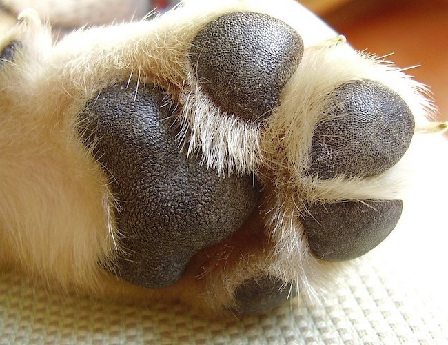 What Causes Cracked Dog Paws