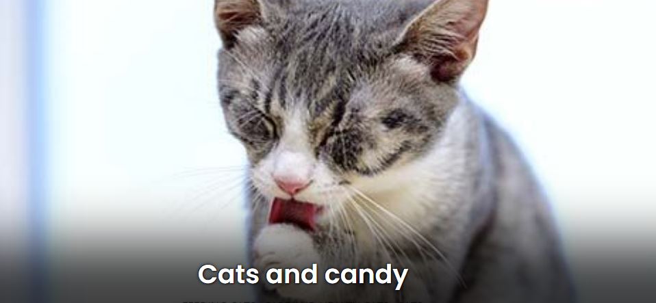 Cats and candy