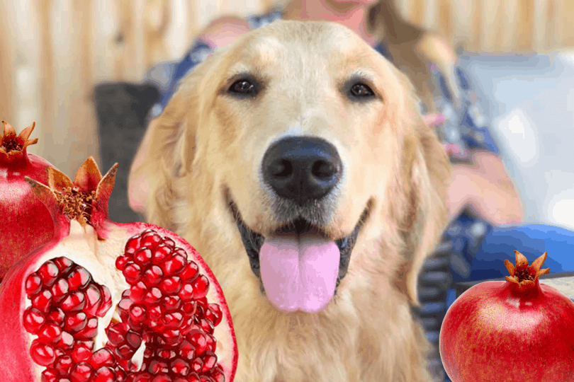 Foods that should not be given to dogs