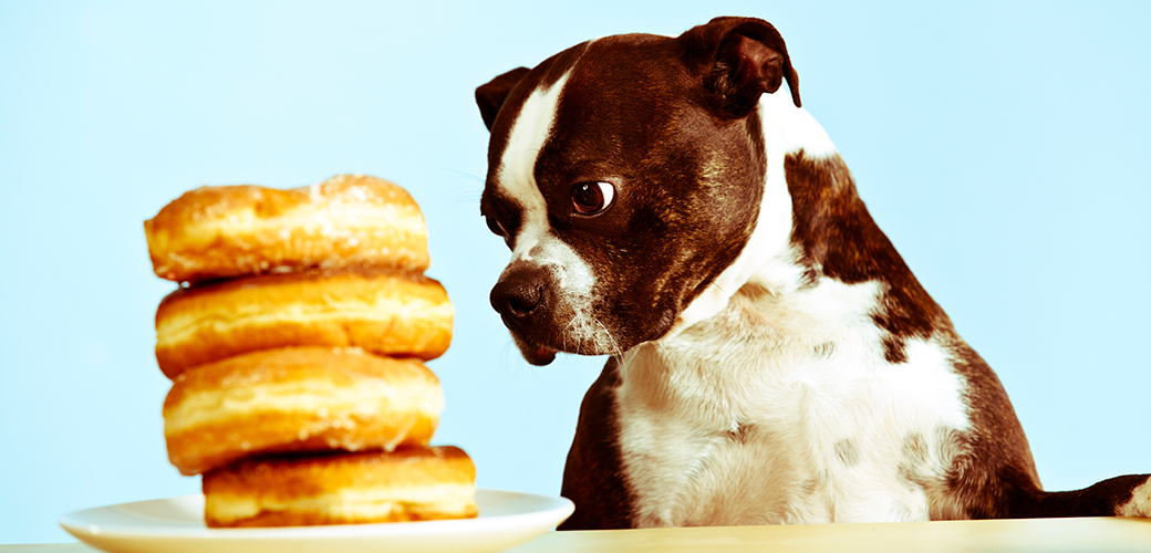 10 toxic foods for pets