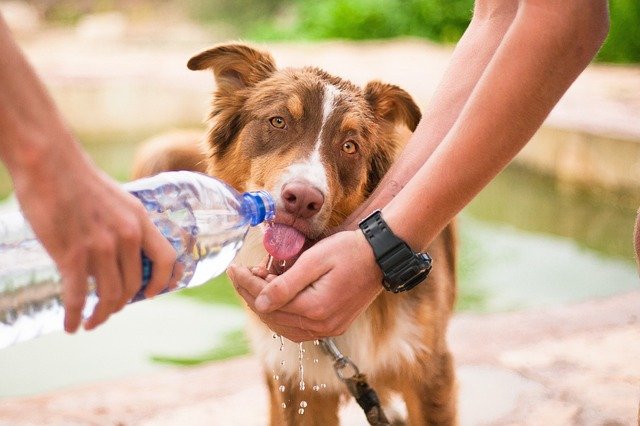 5 natural dog laxatives to use against constipation!