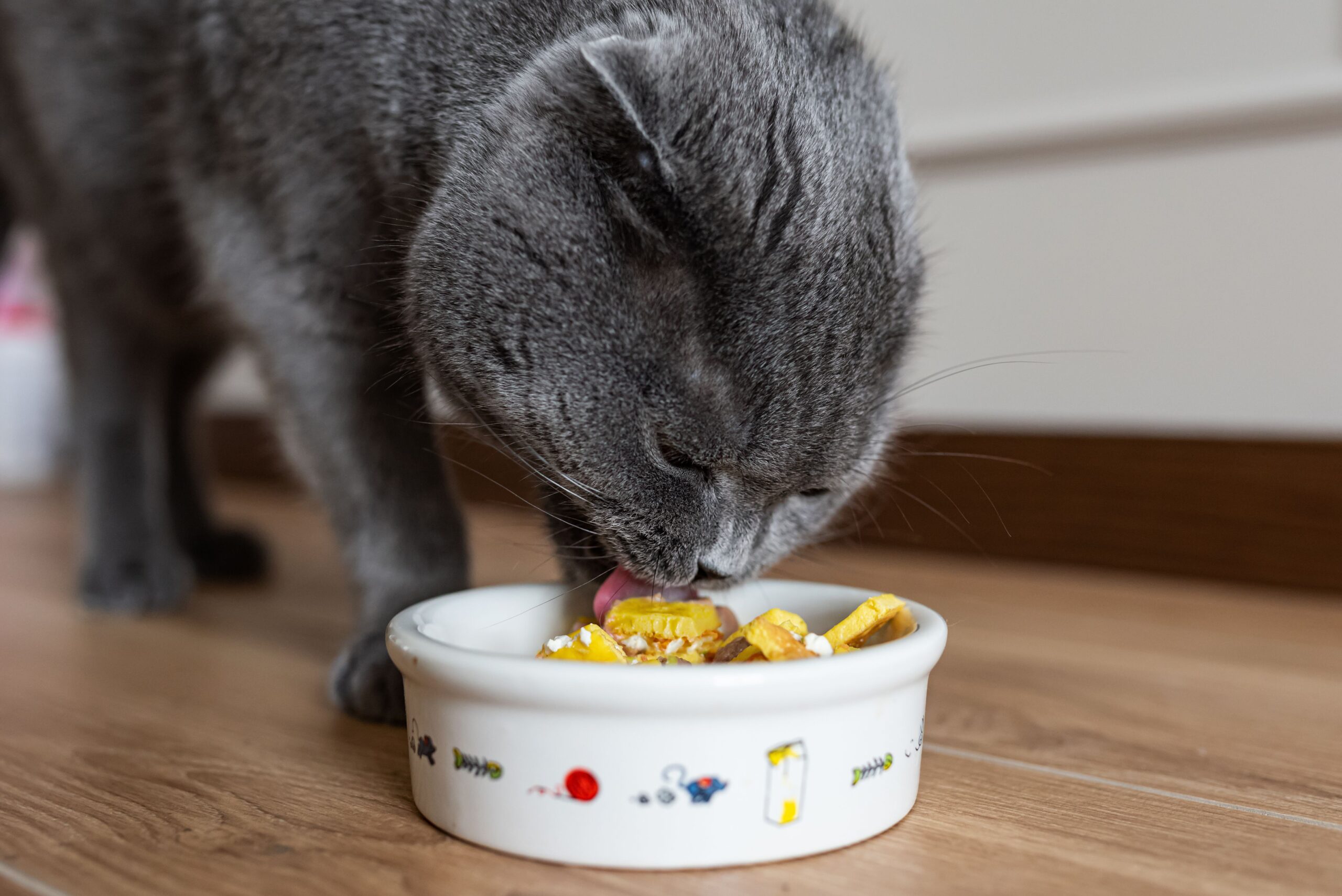 The best brands of cat food