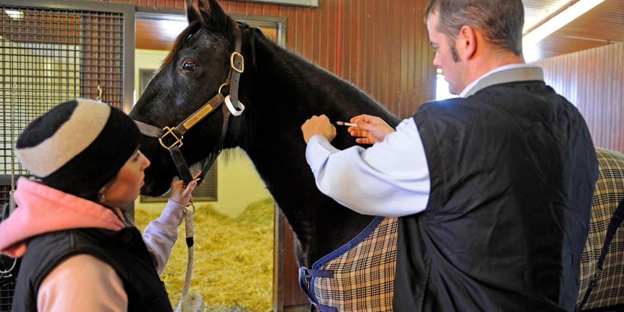 How to Calm a Stressed Horse?