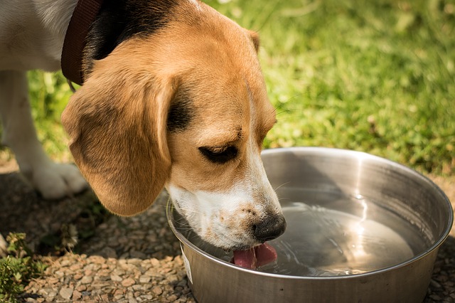 How to get a dog that refuses to drink?