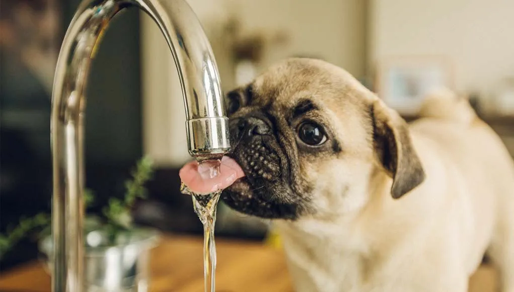 How to get a dog that refuses to drink?