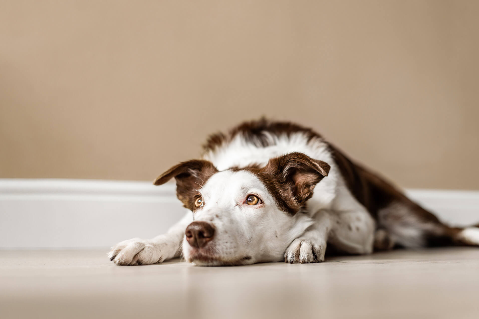 I can no longer keep my dog: what should i do?