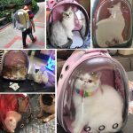 Breathable transparent backpack for puppy cat