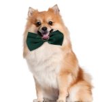Bow tie cat collar