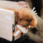 Portable cat and dog travel bed