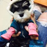 Winter shoes for dogs & cats