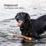 Wireless electronic dog fence system