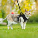 Adjustable cat harness and leash