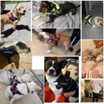 No pull dog harness