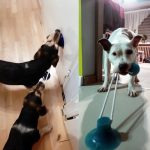 Dog ball on rope