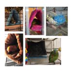 Beautiful parrot tent  cage