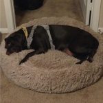 Calming donut pet bed
