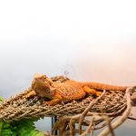 Penn plax reptology lizard lounger,