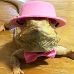 Lizard traction rope hat bow tie soft leather
