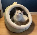 Sweet cat bed