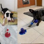 Dog ball on rope