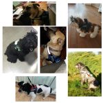No pull dog harness