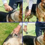 Pet pro grooming tool