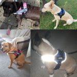 No pull dog harness