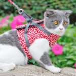 Cat vest harness and leash set