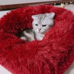 Calming donut pet bed