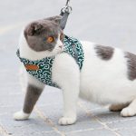 Cat vest harness and leash set
