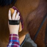 Horse cleaning set
