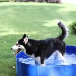 Foldable dog swimming  pool