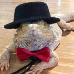 Lizard traction rope hat bow tie soft leather