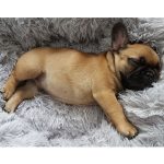 Calming donut pet bed