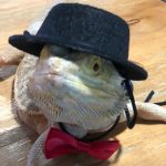 Lizard traction rope hat bow tie soft leather