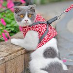 Cat vest harness and leash set