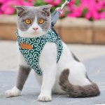 Cat vest harness and leash set