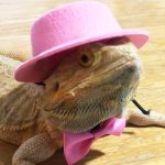 Lizard traction rope hat bow tie soft leather