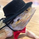 Lizard traction rope hat bow tie soft leather